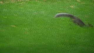 preview picture of video 'Grey Squirrel, Malvern, Worcestershire, England 20th September 2009'