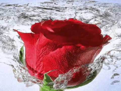 download lagu mp3 mp4 No Me Hace Falta Tu Amor Los Temerarios, download mp3 No Me Hace Falta Tu Amor Los Temerarios free downloadn, video klip No Me Hace Falta Tu Amor Los Temerarios