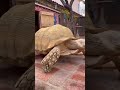 Morning in the life of a mischievous tortoise 🐢✨