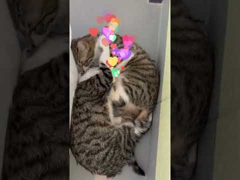 Alka Seltzer and Nyquil- Medical