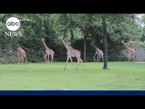 More than 227,000 sign petition opposing data center next to zoo in Nashville