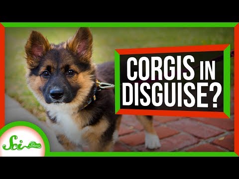 コーギーミックスはなぜいつもコーギーに見えるのか？ (Why Do Corgi Mixes Always Look Like Corgis?)