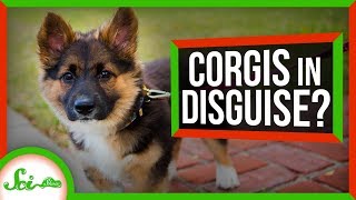 Why Do Corgi Mixes Always Look Like Corgis?