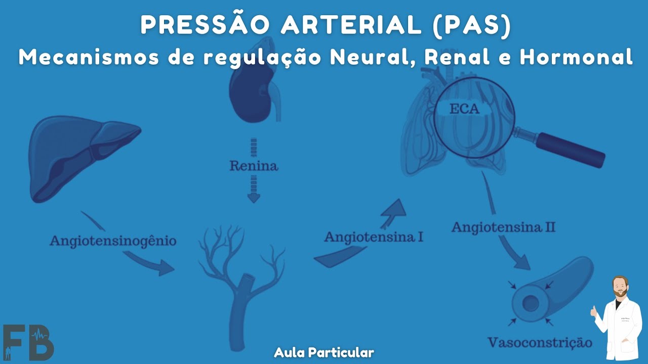 Pressão Arterial - Mecanismos de regulação Neural e Renal  e Hormonal | Prof. Felipe Barros