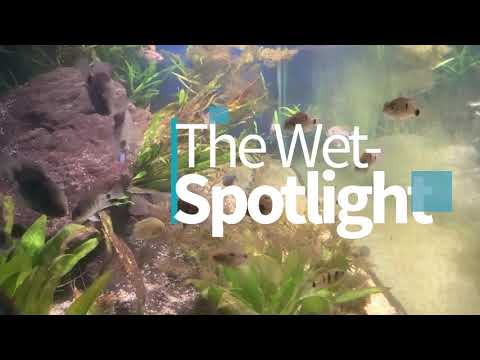 The Wet-Spotlight on (Glowlight Danio)!