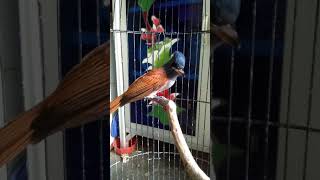 Download lagu Tali mayat/seriwang mp3