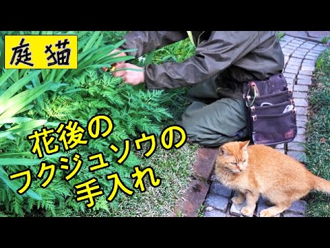 夏の福寿草の小花 植物