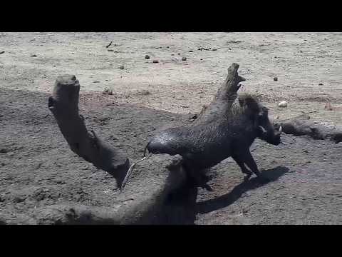Djuma: Warthog having a mud wallow - 10/27/19