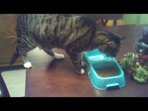 Why does my cat put his toys in his food bowl?