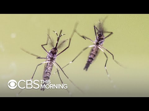 Officials are urging people to cancel outdoor events in states affected by deadly mosquito-borne …