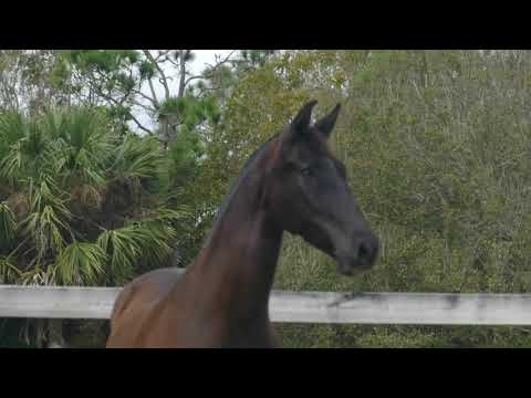 DIOSA DEL SOL 1 2 2021 MOVIE 2