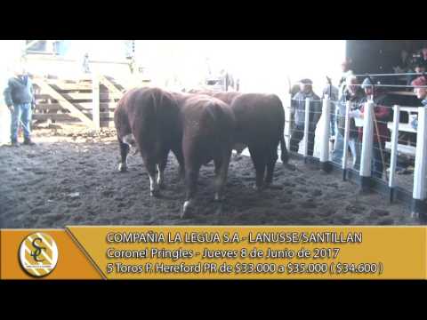 08-06-17 Venta de Toros P Hereford PR- Compañía La Legua S.A -  Lanusse/Santillan - C. Pringles