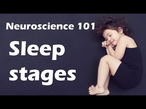 Sleep Stages Explained! | Neuroscience 101