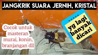 Download lagu SUARA JANGKRIK JERNIH COCOK UNTUK MASTERAN BURUNG mp3