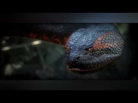 Kubies UP X Rafik - ANAKONDA