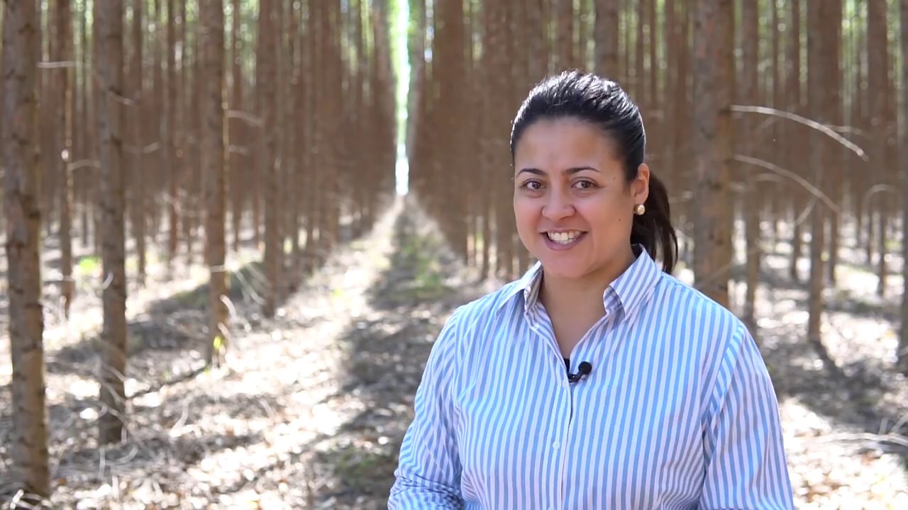 Plantação de eucalipto seca o solo? Especialistas dizem que não - Floresta S.A. - Ep. 4