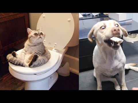Try Not To Laugh or Grin While Watching Funny Animals Compilation 2019