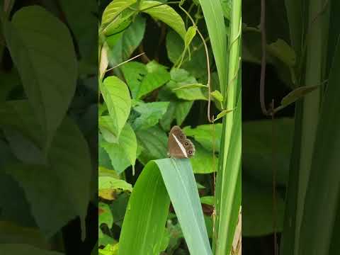 Photographing Butterflies in Sinharaja