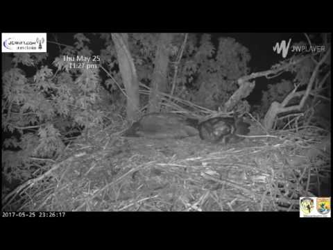 Trio Nest - Owl Calls Heard -  May 25, 2017