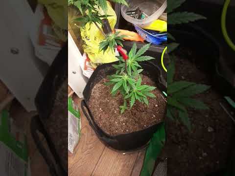 Blue Dream Auto flower