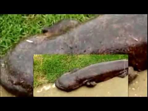 News Update 2014   HOT videos of The endangered species A huge Japanese giant salamander appeared