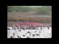 Lesser Flamingo S Courtship Dance