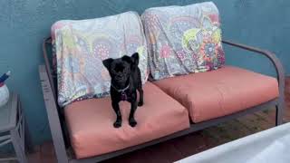 Video preview image #1 Pug-Unknown Mix Puppy For Sale in Corona, CA, USA