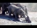 Herd Of Elephants Rescues A Calf - So Beautiful! -  Latest Sightings