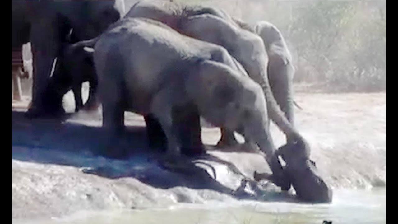 Herd Of Elephants Rescues A Calf - So Beautiful! -  Latest Sightings