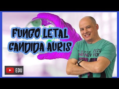 őslakos pénisztippek