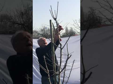 Obstbaumschnitt eines Pflaumenbaums