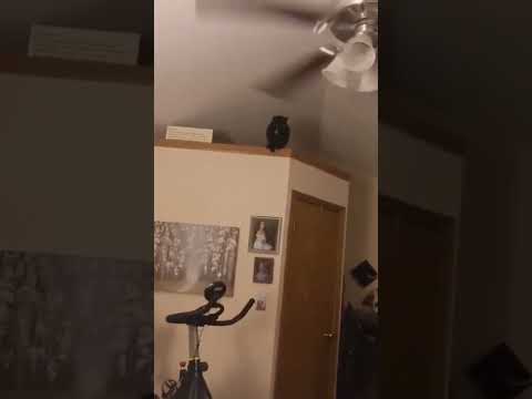 Cat jumps into ceiling fan