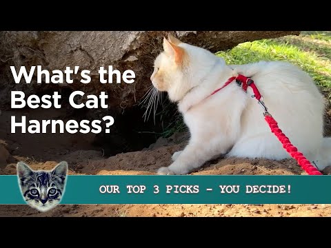 The Best Cat Harness - We Tested Our Top Three With Our Cats!