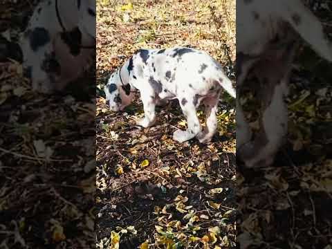 Great Dane puppy for sale