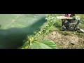 Khet Ka Pani Khichta Huva Injan