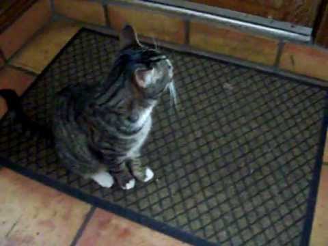 Tarren wants outside.