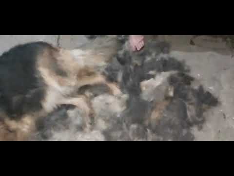 Candy getting brushed (hair moulding)