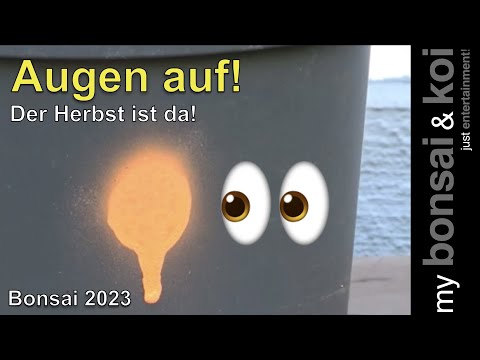 Bonsai 2023-50 - quick stop, nee quick TIPP! - Der Herbst ist da! AUGEN AUF!!!