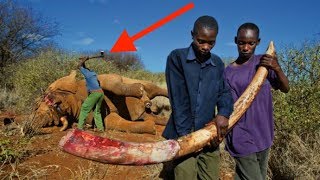 8 Ugly Truths About Poaching in Africa