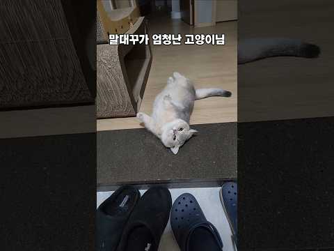 집사와 말싸움하는 고양이