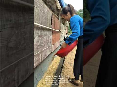 Clever goat feeding system: watch these goats enjoy their meal!