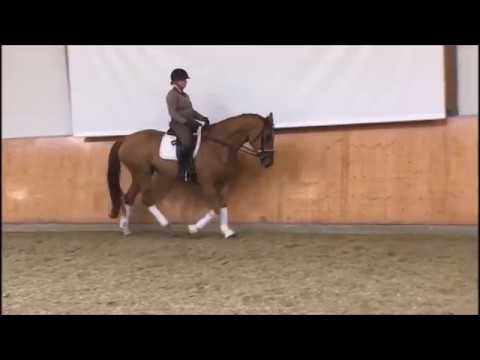 Stute von Bon Bravour