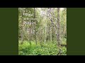 Moderate Breeze in Mountain Birches