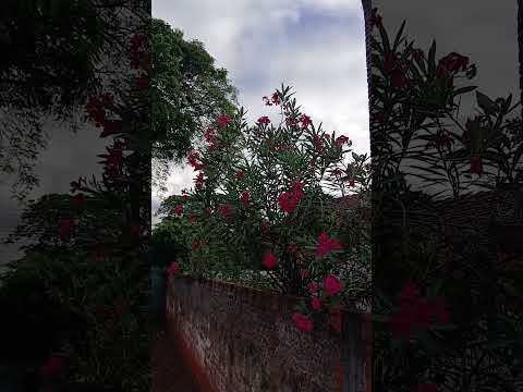 olha só que coisa mais linda a natureza em guaporema Paraná #fypシ゚viral