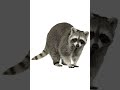 Sound Effects Raccoon Burrow