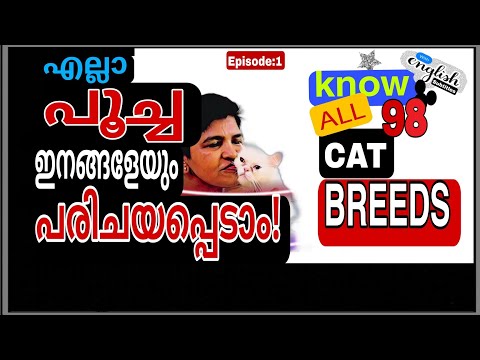 FInd Your Perfect Cat Breed | Know All 98 Cat Breeds @NANDASPets