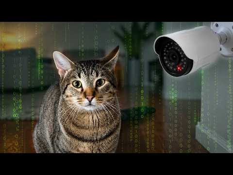 I Started a Security Network Just To Spy On My Cat