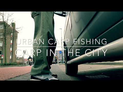 Urban Carp Fishing - Carp in The City