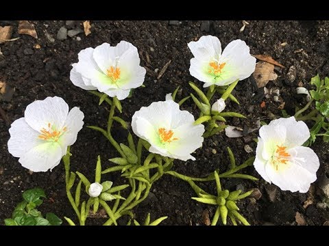 ABC TV | How To Make Portulaca Grandiflora Hook Paper Flower From Crepe Paper - Craft Tutorial