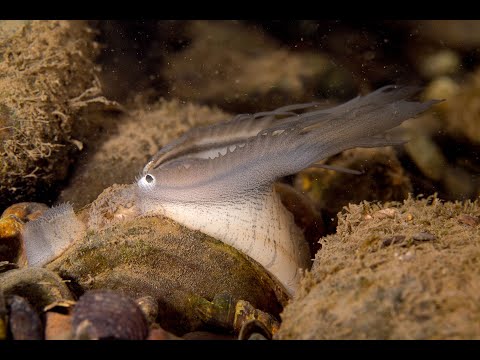 Freshwater Mussel Identification Skills: Teeth or No Teeth